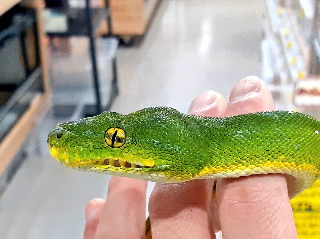 3階新入荷 ～珍ロカ！！～ : 爬虫類倶楽部