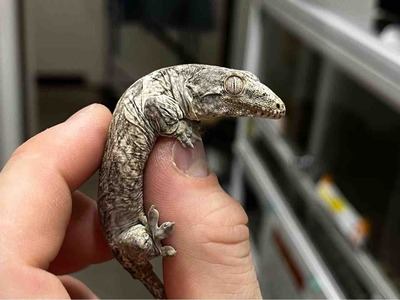 FullSizeRender