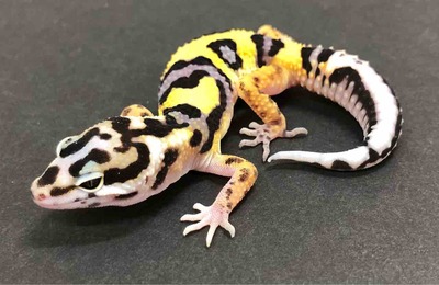 FullSizeRender