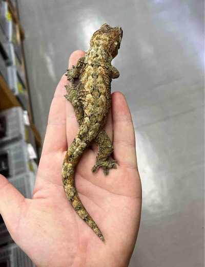 FullSizeRender