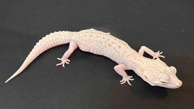 FullSizeRender