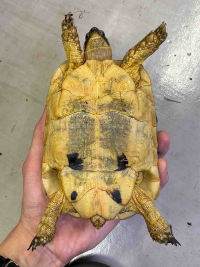 FullSizeRender