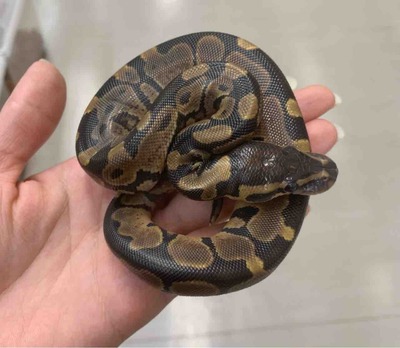 FullSizeRender