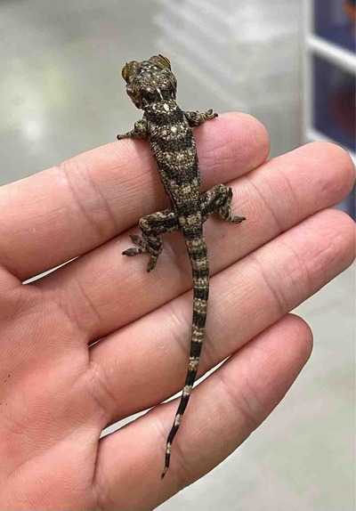 FullSizeRender