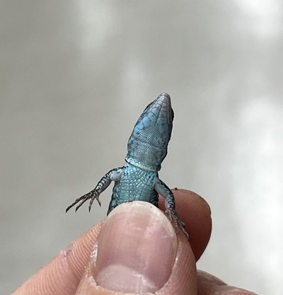 FullSizeRender