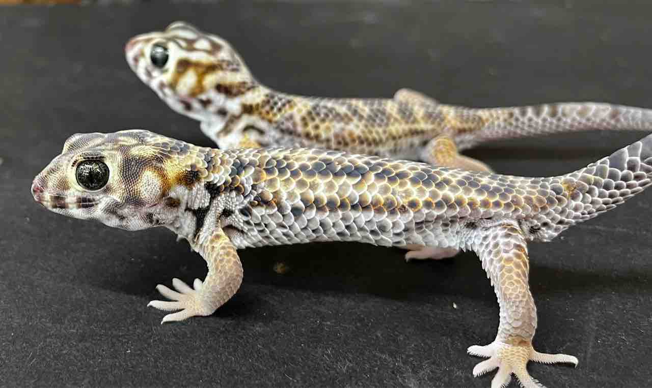 2階ヤモリ テラトスキンクがきた ソメワケやサカラバも 爬虫類倶楽部 2階ヤモリ テラトスキンクがきた ソメワケやサカラバも 爬虫類倶楽部
