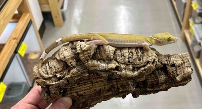 FullSizeRender