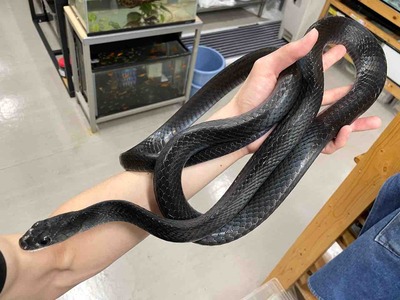 FullSizeRender