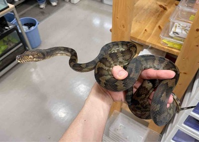 FullSizeRender