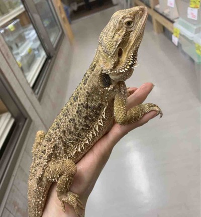 FullSizeRender