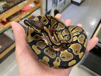 FullSizeRender