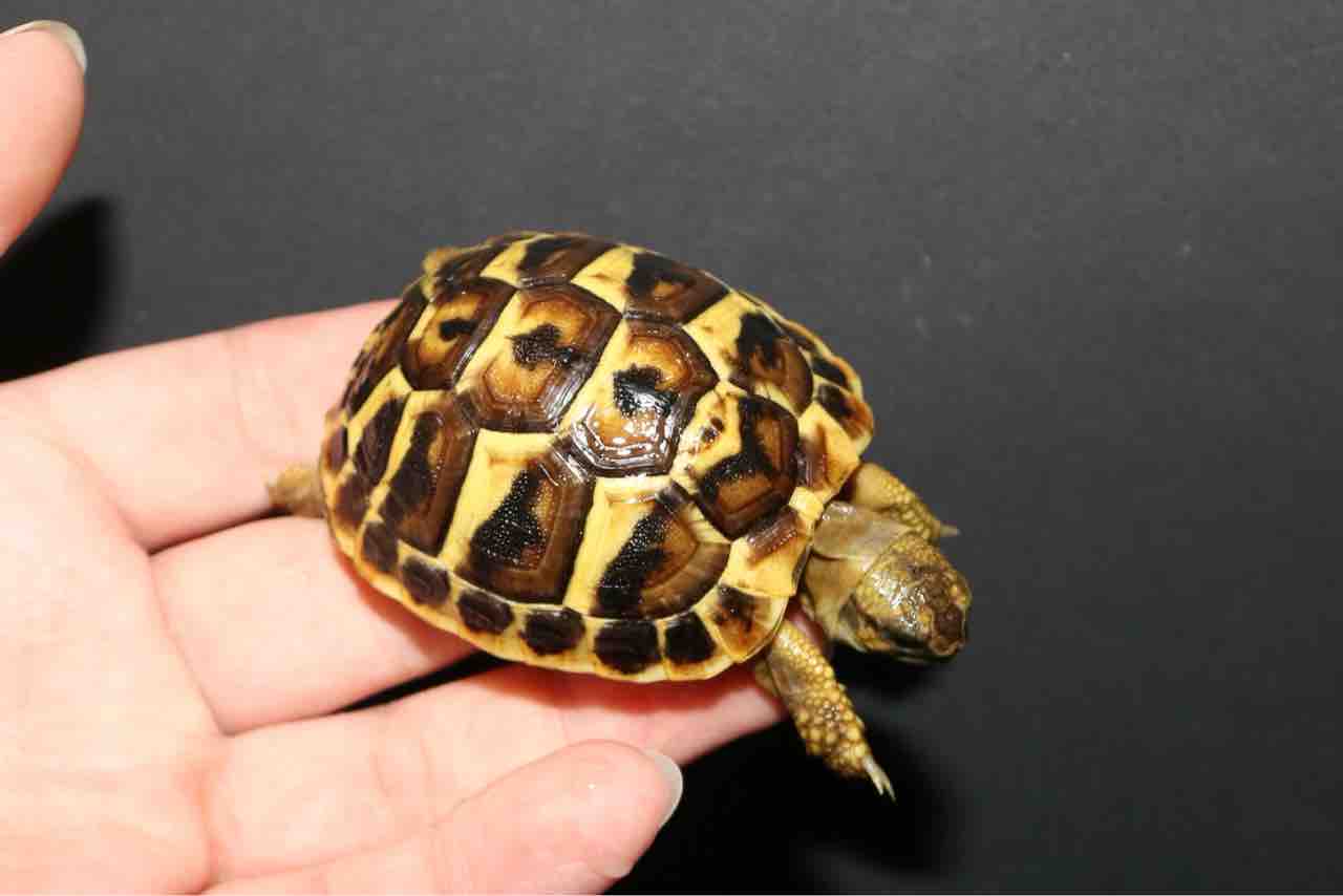 リクガメ祭り🏮👘✨ : 爬虫類倶楽部