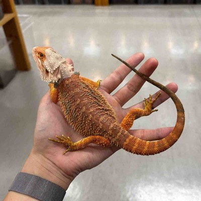 FullSizeRender