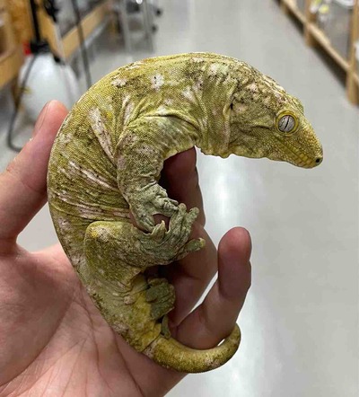 FullSizeRender