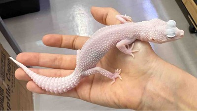 FullSizeRender