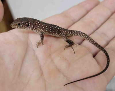 MIHO　モールのカマキリ、ニホントカゲ、カナヘビ、ヤモール MIHO様専用 モールのカマキリ、ニホントカゲ、カナヘビ、ヤモール