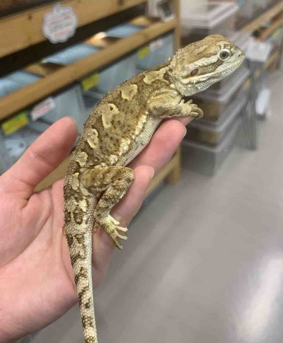 FullSizeRender