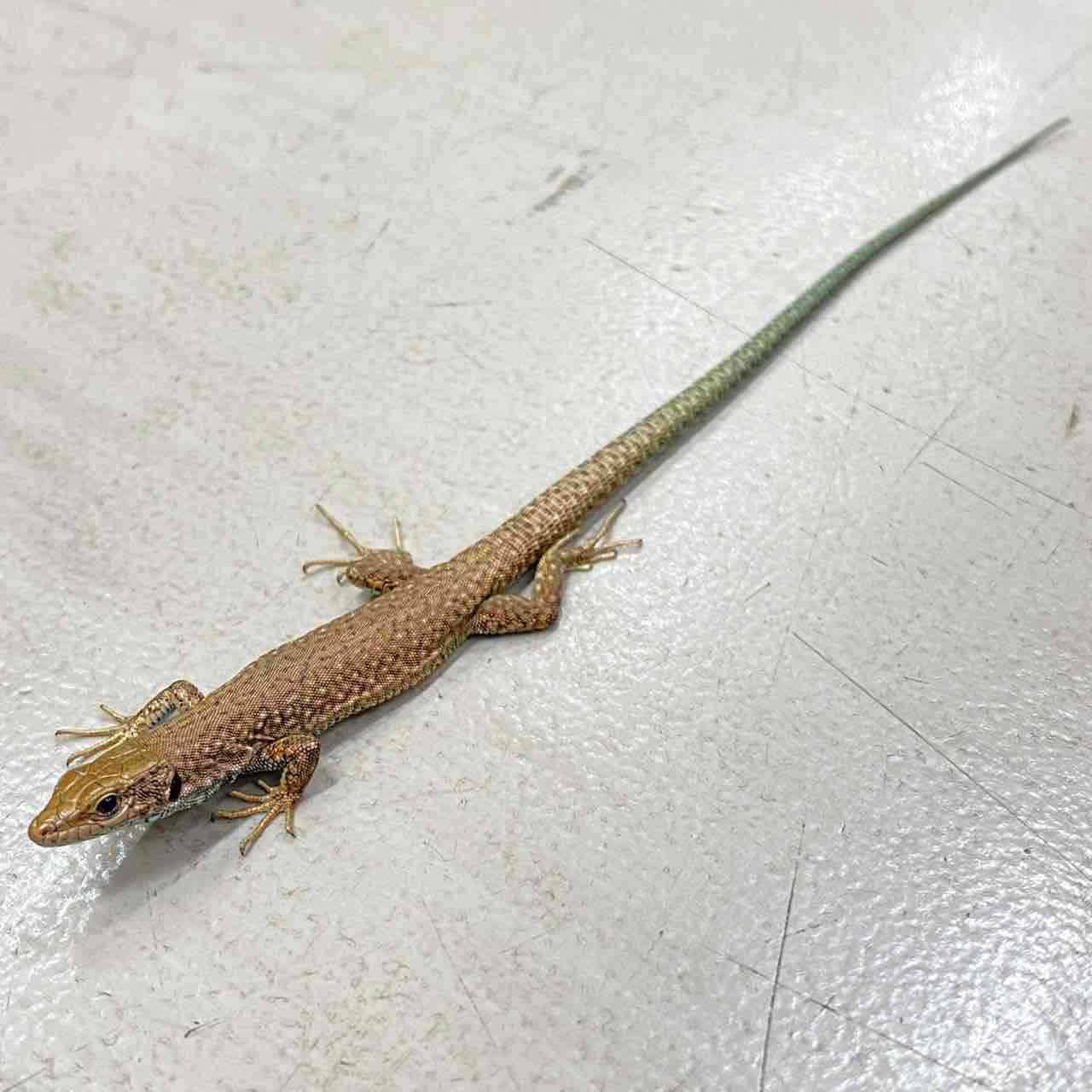 動植物関連書籍 ＞ 爬虫類 ＞ トカゲ ＞ カナヘビ ＞ アジアの