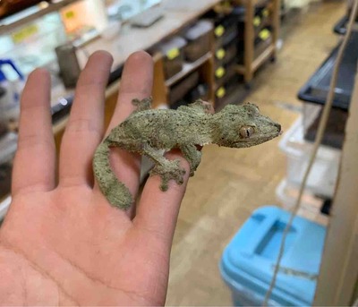 FullSizeRender