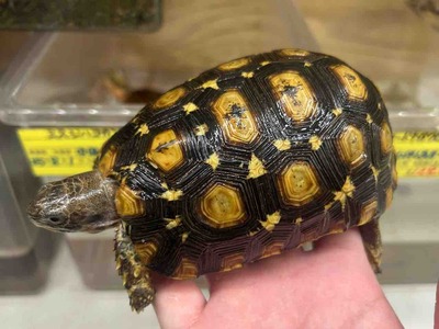 FullSizeRender