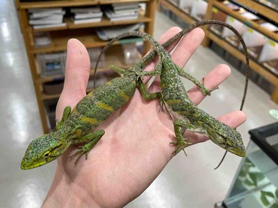 FullSizeRender