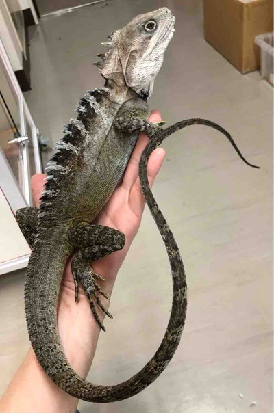 FullSizeRender