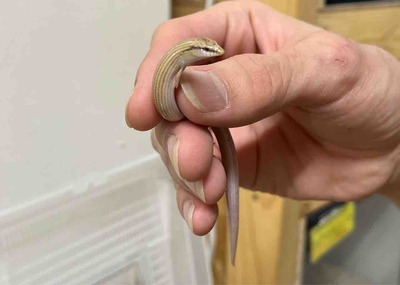 FullSizeRender