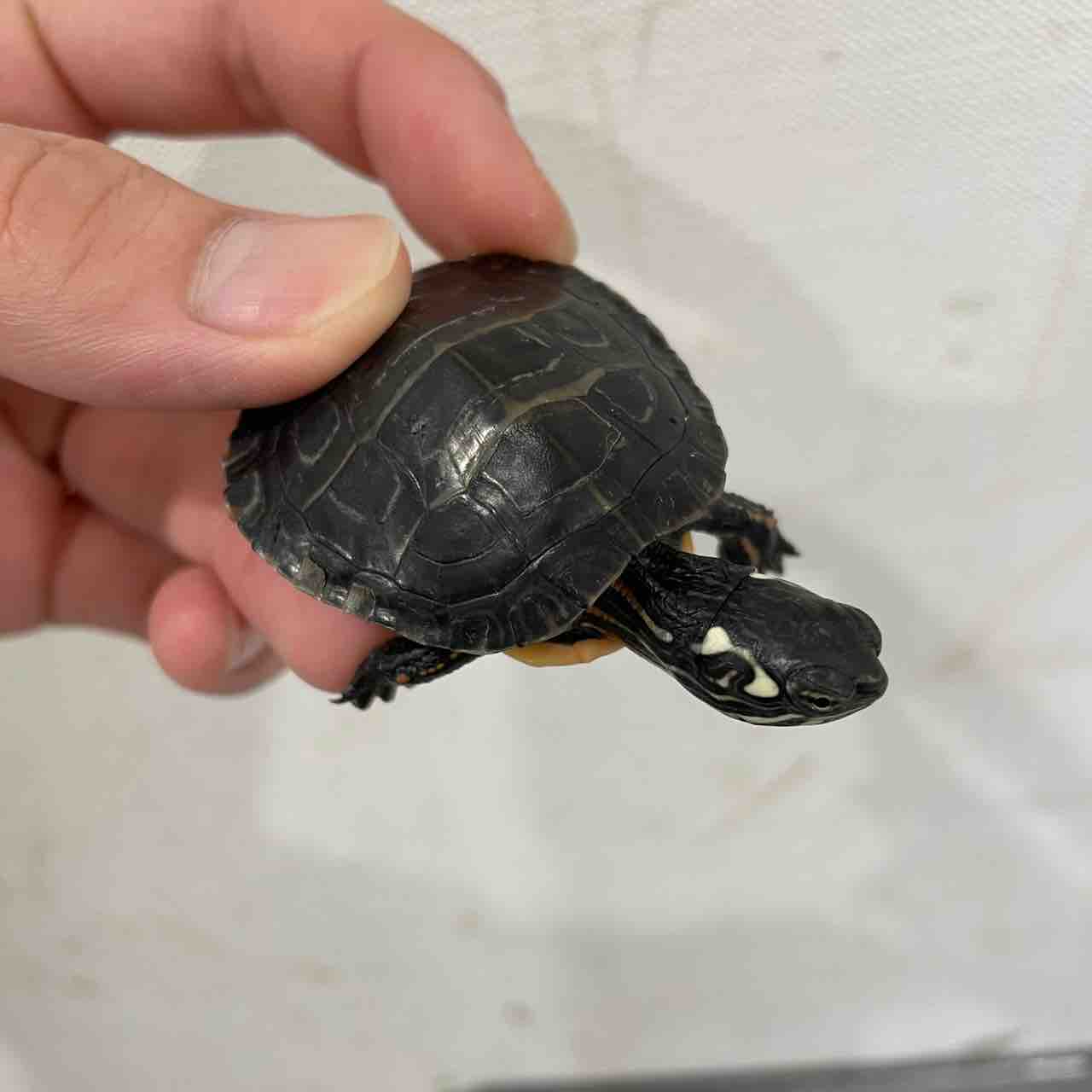 2階カメ新入荷 爬虫類倶楽部