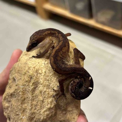 FullSizeRender