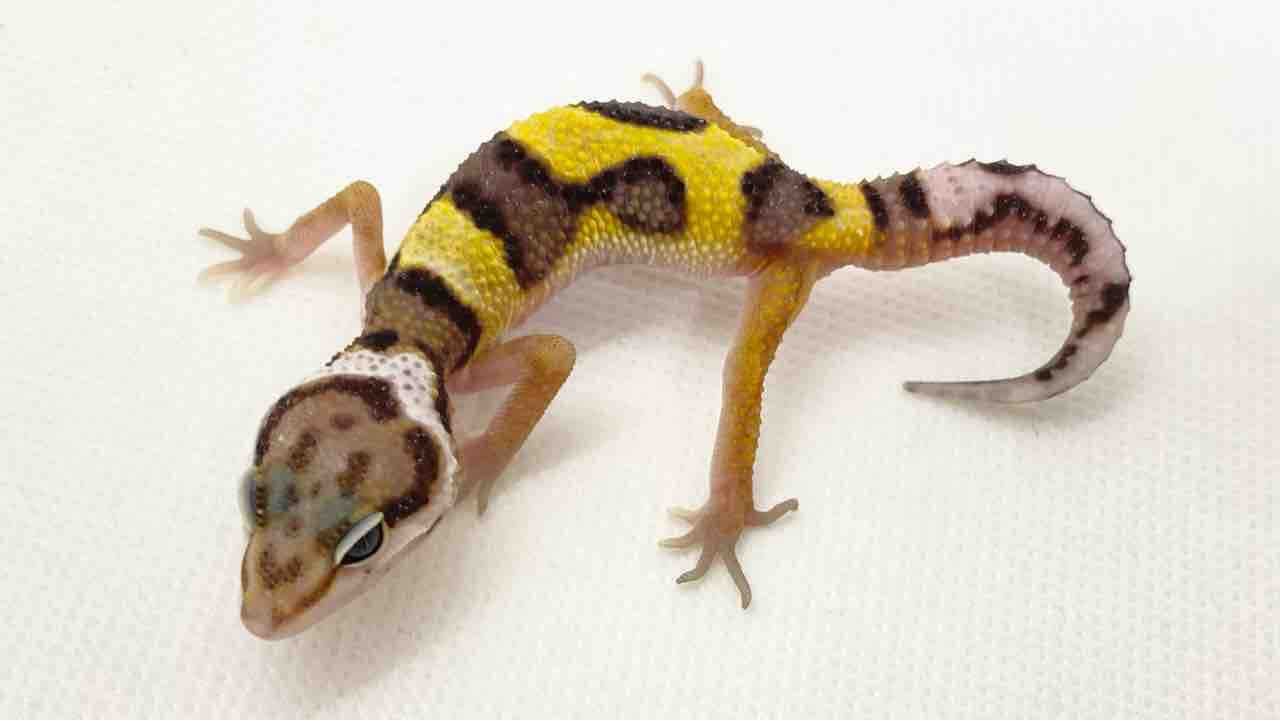 3F どっさりレオパ&ちょこっとニシアフ : 爬虫類倶楽部