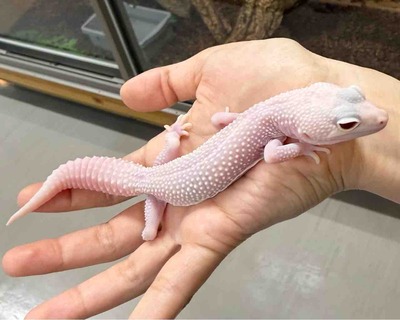 FullSizeRender