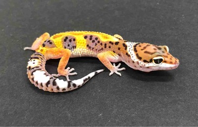FullSizeRender