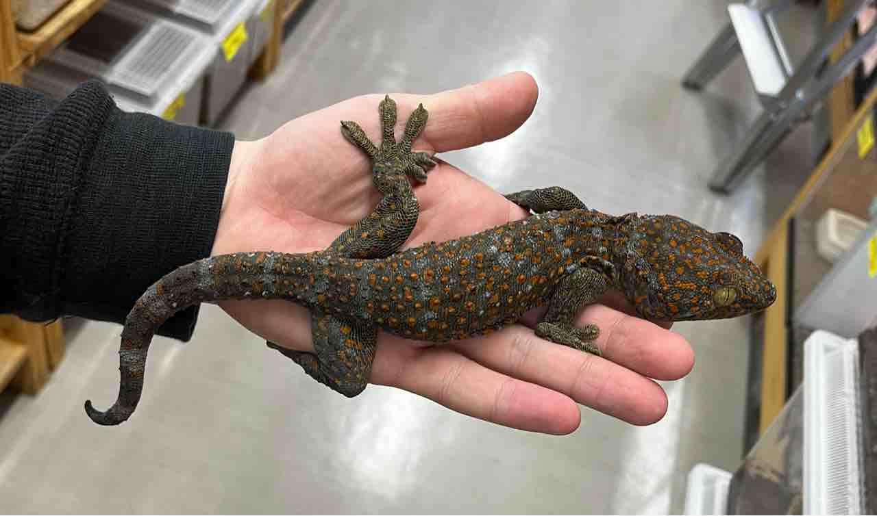 タイランドトッケイ BIGサイズ