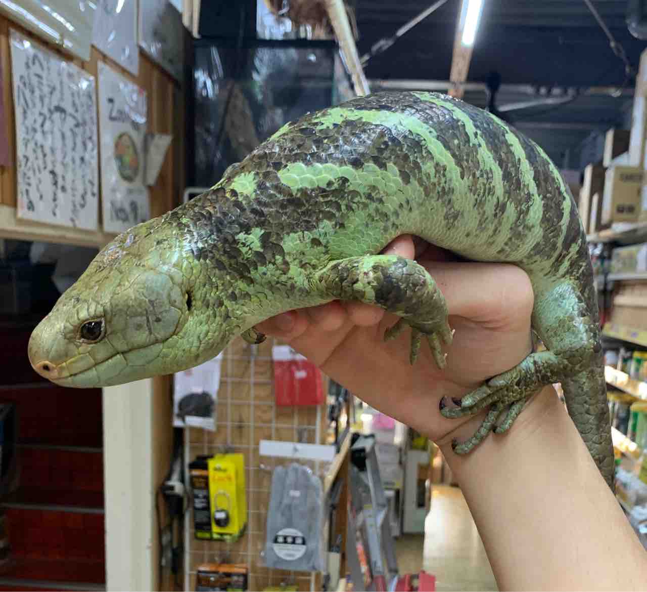 オマキトカゲ入荷してます 爬虫類倶楽部 オマキトカゲ入荷してます 爬虫類倶楽部