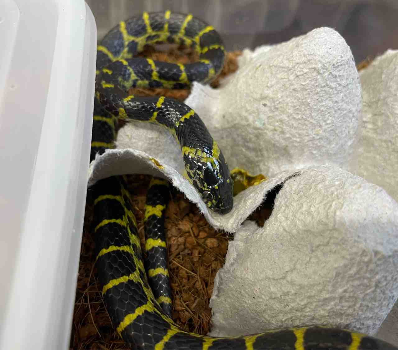 ヘビ関東ページ 今週の2階新入荷 ヘビ、トカゲ : 爬虫類倶楽部