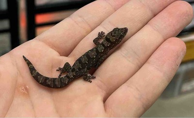 ヤモリ　トカゲ　根付　マンモス牙　セイウチ牙 Introducing some extremely beautiful geckos that haven't