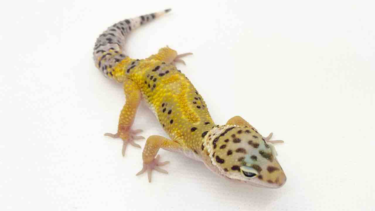 レオパ愛好家 レオパードゲッコーさん（ヒョウモントカゲモドキ）が我が家に