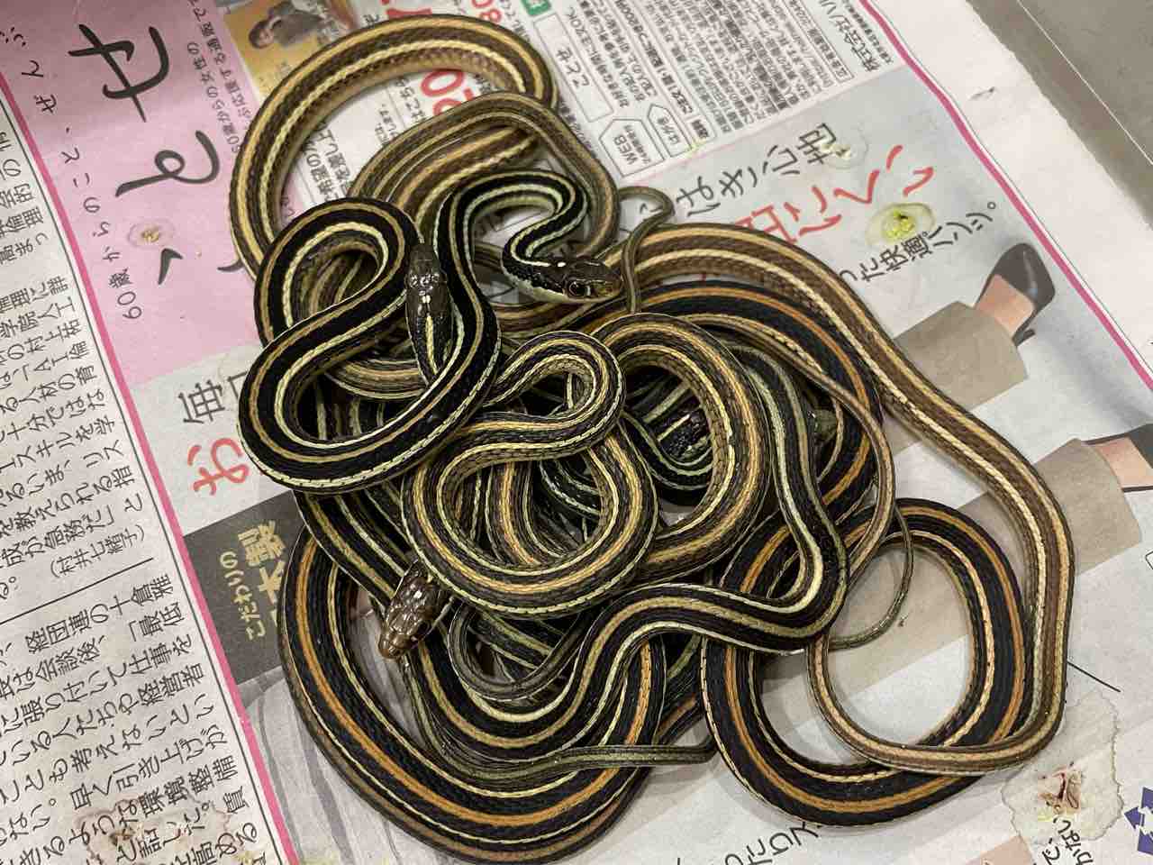 今週の2階新入荷 ヘビ、トカゲ : 爬虫類倶楽部