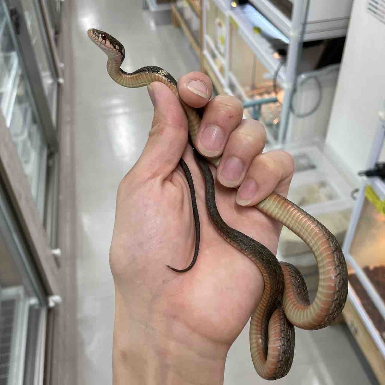 2階新入荷 ヘビ大量、トカゲ、カメ : 爬虫類倶楽部