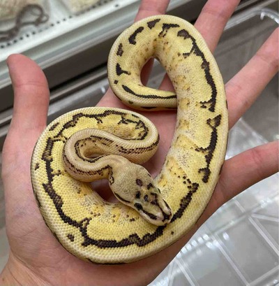 FullSizeRender
