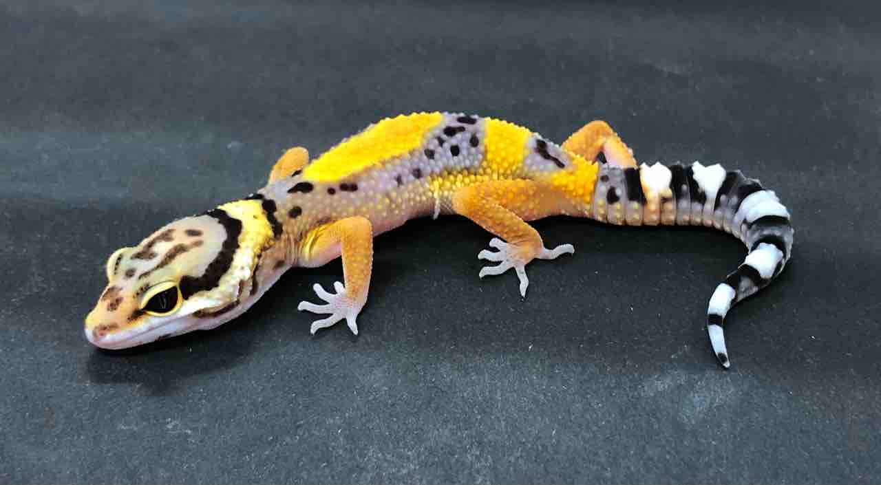 ヒョウモントカゲモドキの紹介 | だらだら育成日記