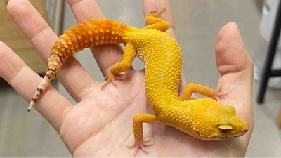FullSizeRender