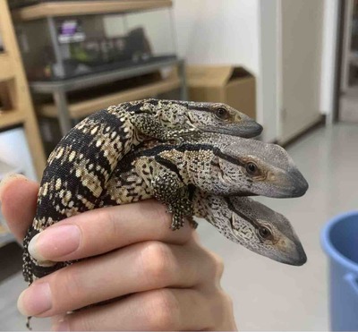 FullSizeRender