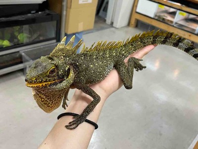 FullSizeRender