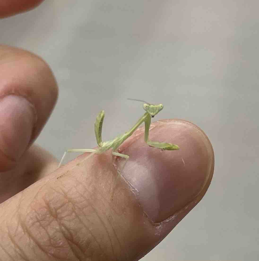 ゼブラマンティス カマキリ （Omomantis zebrata） Lサイズ幼虫