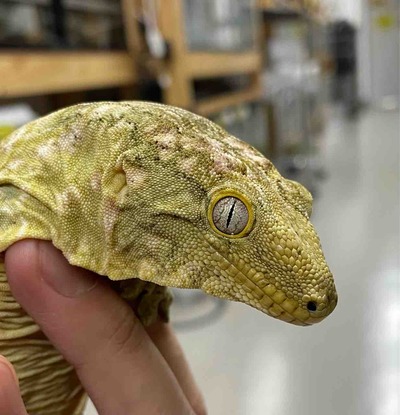 FullSizeRender