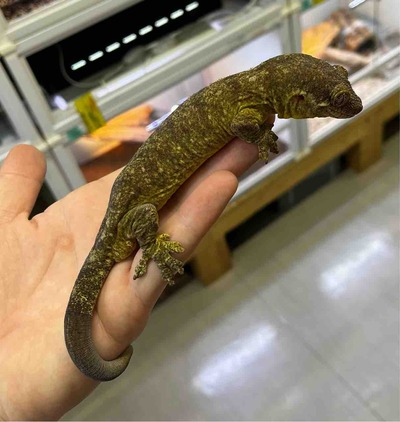 FullSizeRender