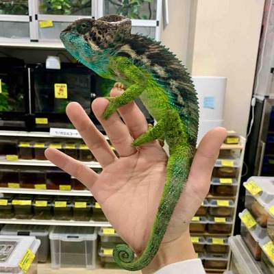 FullSizeRender