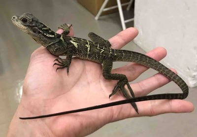 FullSizeRender
