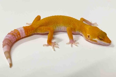 FullSizeRender